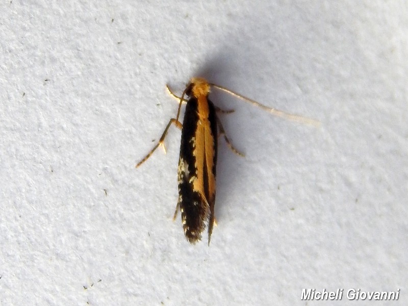 Microlep da ID - Cfr. Monopis obviella
